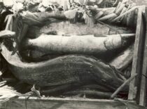 Fish from Dusia Lake, 1938 (photograph by Prof. S. Kolupaila, KTU Museum)