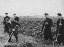 K. Bar&scaron;auskas with students at the collective farm of the work and recreation camp in Alizava, Vabalninkas District, 1954. (the original photograph is at KTU Museum)