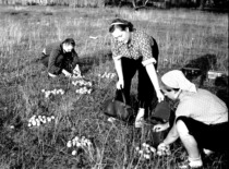Voluntary work at the collective farm, 1957. (photograph by Konstantinas Sasnauskas, KTU museum)