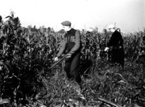 Voluntary work at the collective farm, 1957. (photograph by Konstantinas Sasnauskas, KTU museum)
