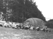 At the Puntukas Stone, 1957. (photograph by Konstantinas Sasnauskas, KTU museum)